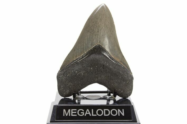 Serrated, Fossil Megalodon Tooth - Collector Quality! #332837